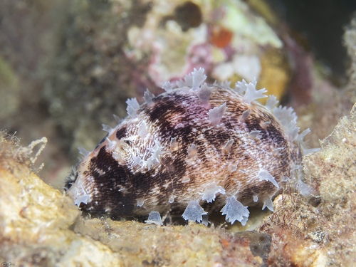 Cypraea camelopardalis observed 2020-11-27