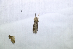 Zalissa catocalina