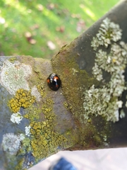 Harmonia axyridis