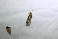 Zalissa catocalina