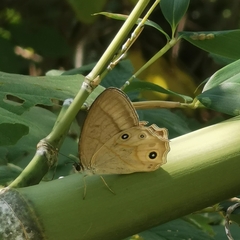 Lethe syrcis