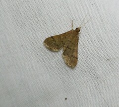 Piletocera macroperalis