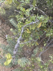 Gymnosporia buxifolia