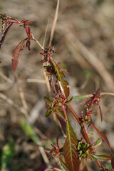 Ludwigia epilobioides