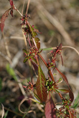 Ludwigia epilobioides