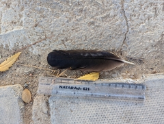 Acridotheres tristis