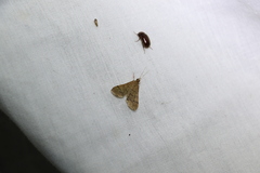 Piletocera macroperalis