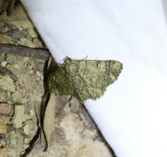 Aeolochroma rhodochlora