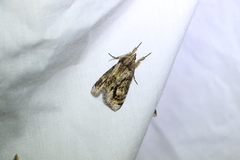 Zalissa catocalina