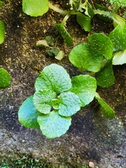 Chrysosplenium oppositifolium