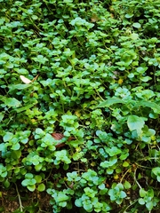 Chrysosplenium oppositifolium