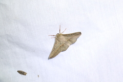 Antictenia punctunculus