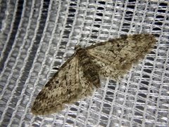 Larentiinae