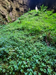 Chrysosplenium oppositifolium