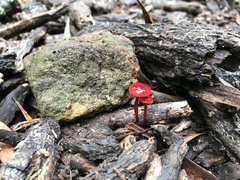 Cruentomycena viscidocruenta
