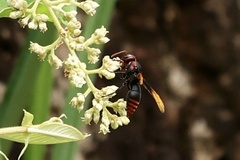 Rhynchium haemorrhoidale