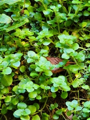 Chrysosplenium oppositifolium