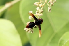 Rhynchium haemorrhoidale
