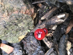 Cruentomycena viscidocruenta