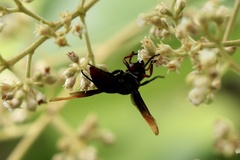 Rhynchium haemorrhoidale