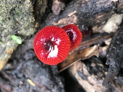 Cruentomycena viscidocruenta