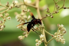 Rhynchium haemorrhoidale