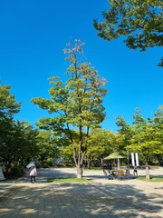 Zelkova