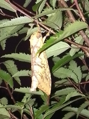 Aenetus virescens