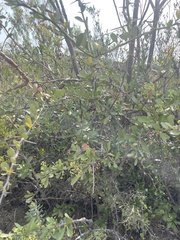 Gymnosporia buxifolia