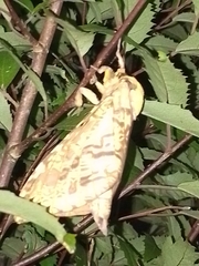 Aenetus virescens