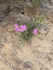 Pelargonium coronopifolium