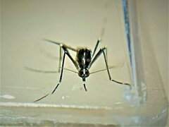 Aedes albopictus