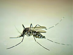 Aedes albopictus