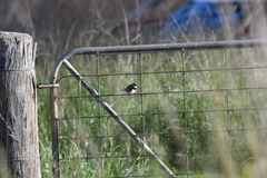 Stagonopleura guttata