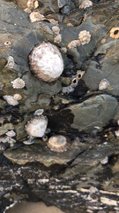 Cellana tramoserica