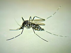 Aedes albopictus
