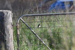 Stagonopleura guttata