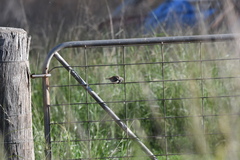 Stagonopleura guttata