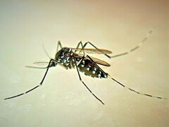 Aedes albopictus