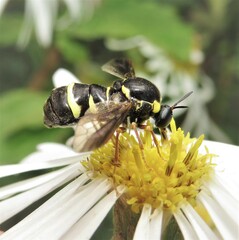 Leucopsina odyneroides