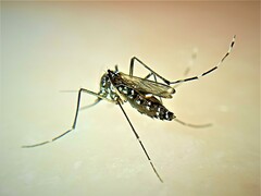 Aedes albopictus