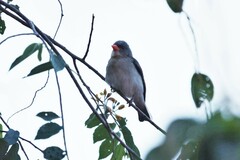 Anaplectes rubriceps