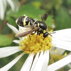 Leucopsina odyneroides