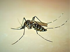 Aedes albopictus
