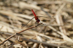 Sympetrum darwinianum