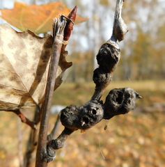 Euhexomyza schineri