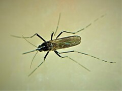 Aedes albopictus
