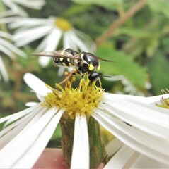 Leucopsina odyneroides
