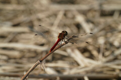 Sympetrum darwinianum