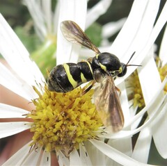 Leucopsina odyneroides